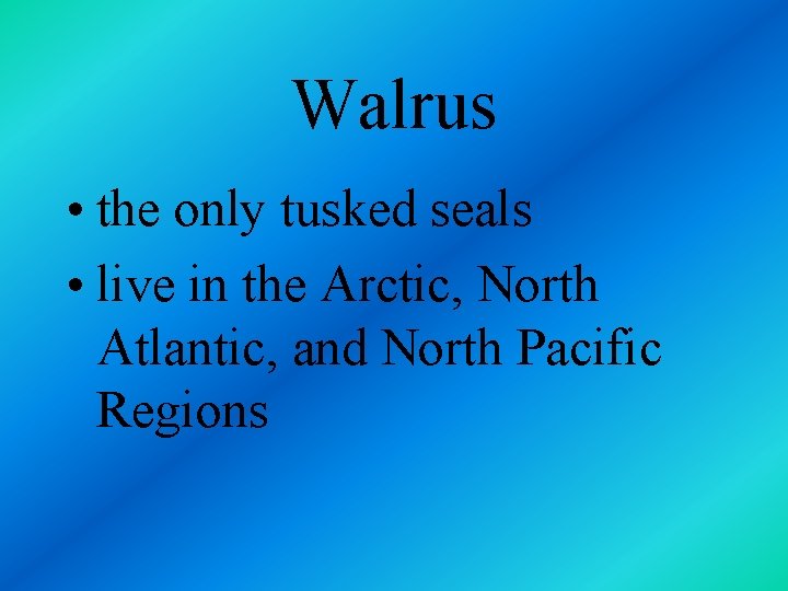 Walrus • the only tusked seals • live in the Arctic, North Atlantic, and