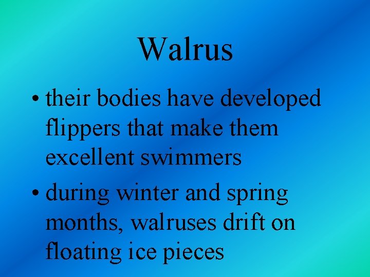 Walrus • their bodies have developed flippers that make them excellent swimmers • during