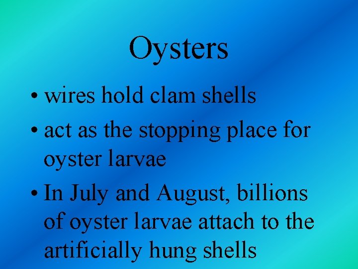 Oysters • wires hold clam shells • act as the stopping place for oyster