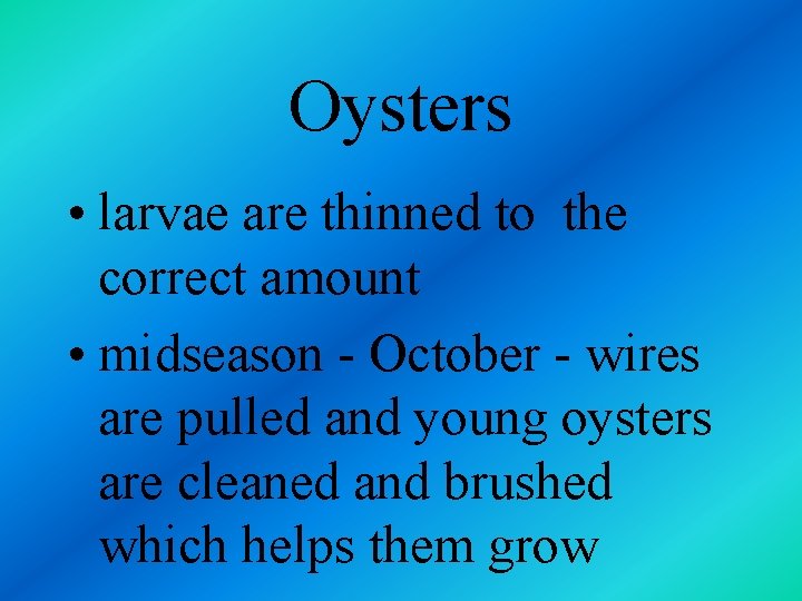 Oysters • larvae are thinned to the correct amount • midseason - October -