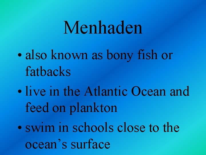 Menhaden • also known as bony fish or fatbacks • live in the Atlantic