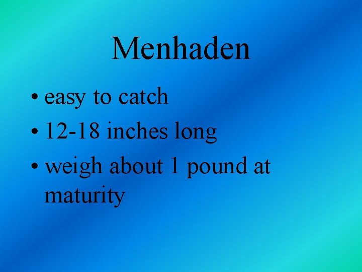 Menhaden • easy to catch • 12 -18 inches long • weigh about 1