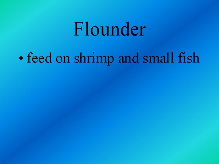 Flounder • feed on shrimp and small fish 