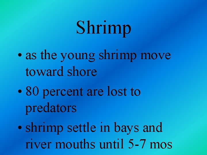 Shrimp • as the young shrimp move toward shore • 80 percent are lost