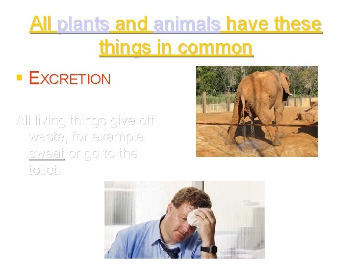 LIVING BEINGS THINGS IN COMMON All plants and