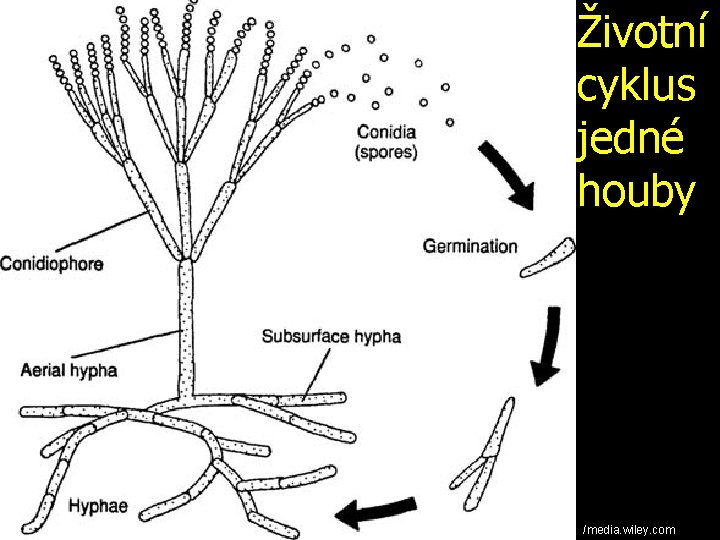 Životní cyklus jedné houby /media. wiley. com 