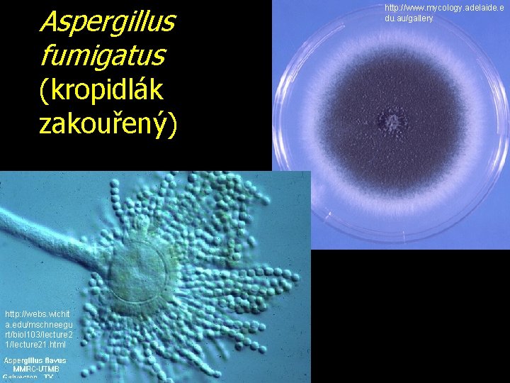 Aspergillus fumigatus (kropidlák zakouřený) http: //webs. wichit a. edu/mschneegu rt/biol 103/lecture 2 1/lecture 21.