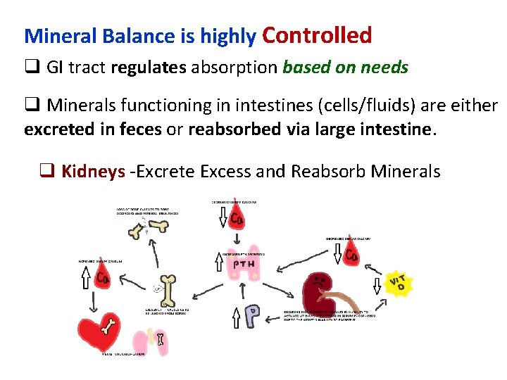 Mineral Balance is highly Controlled q GI tract regulates absorption based on needs q