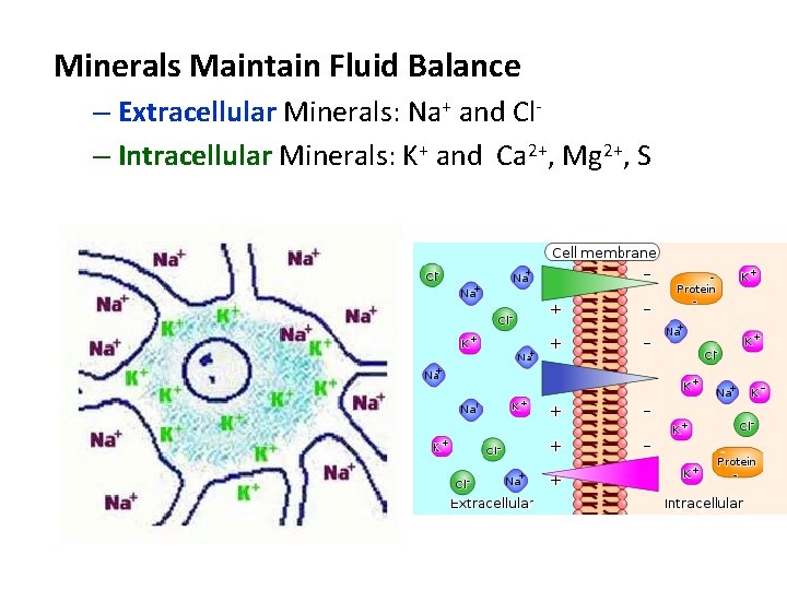 Minerals Maintain Fluid Balance – Extracellular Minerals: Na+ and Cl– Intracellular Minerals: K+ and