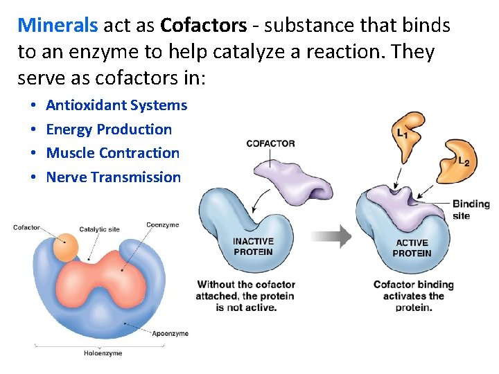 Minerals act as Cofactors - substance that binds to an enzyme to help catalyze