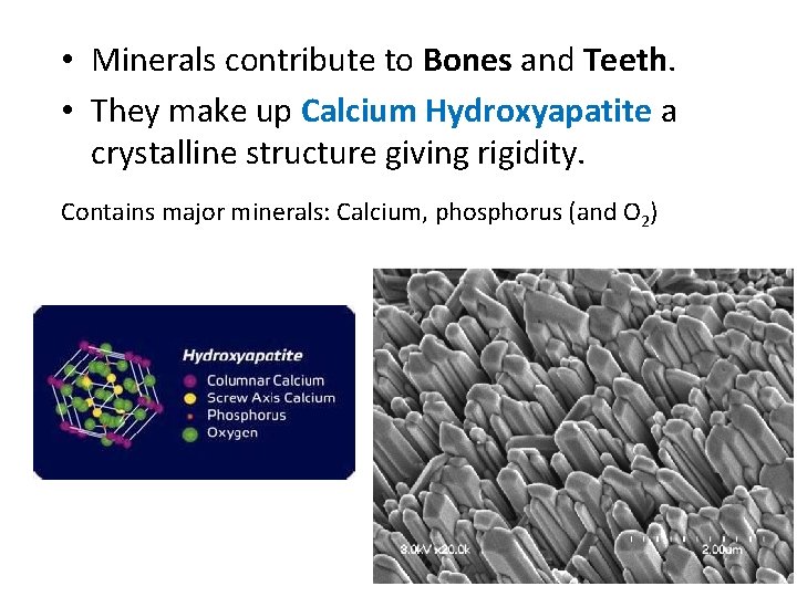  • Minerals contribute to Bones and Teeth. • They make up Calcium Hydroxyapatite