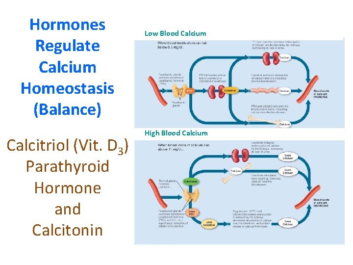 Hormones Regulate Calcium Homeostasis (Balance) Calcitriol (Vit. D 3) Parathyroid Hormone and Calcitonin Low