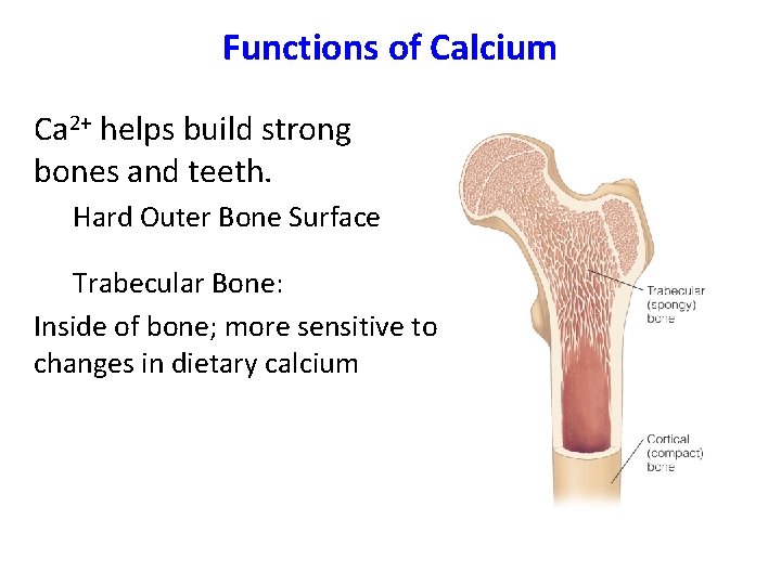 Functions of Calcium Ca 2+ helps build strong bones and teeth. Hard Outer Bone