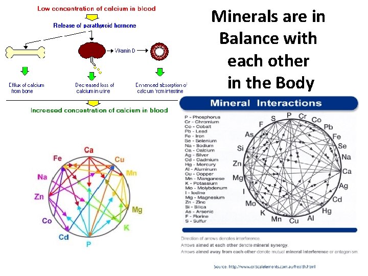 Minerals are in Balance with each other in the Body 
