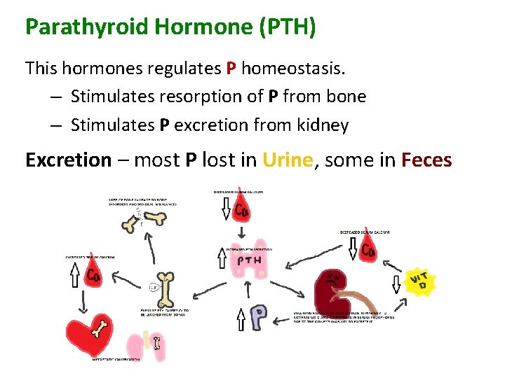 Parathyroid Hormone (PTH) This hormones regulates P homeostasis. – Stimulates resorption of P from