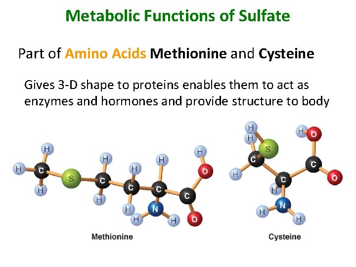 Metabolic Functions of Sulfate Part of Amino Acids Methionine and Cysteine Gives 3 -D