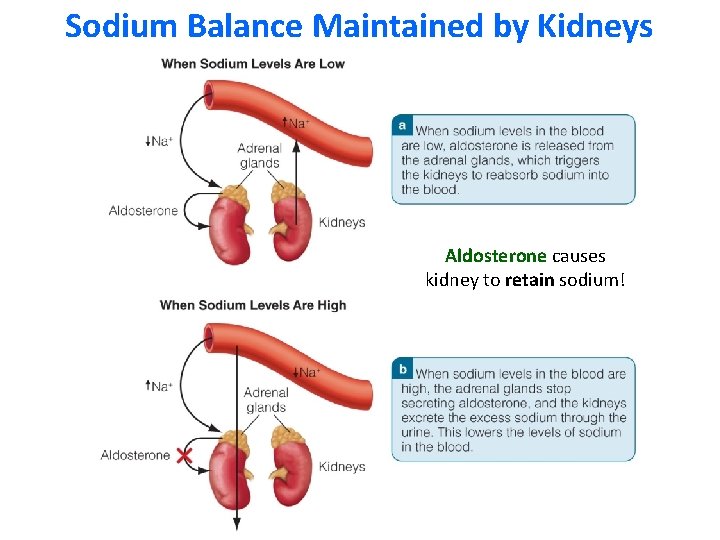 Sodium Balance Maintained by Kidneys Aldosterone causes kidney to retain sodium! 