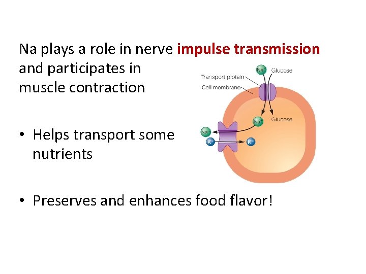 Na plays a role in nerve impulse transmission and participates in muscle contraction •