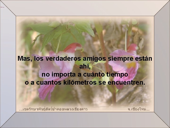 Mas, los verdaderos amigos siempre están ahí, no importa a cuánto tiempo o a