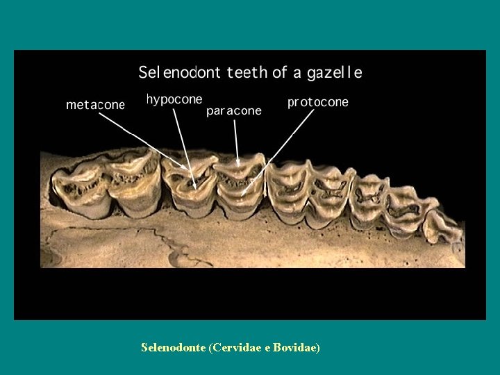 Selenodonte (Cervidae e Bovidae) 
