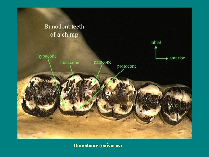 Bunodonte (onívoros) 