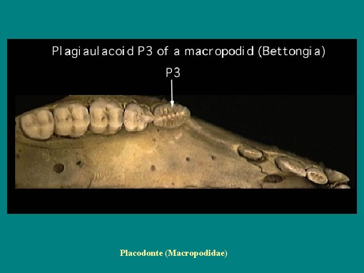 Placodonte (Macropodidae) 