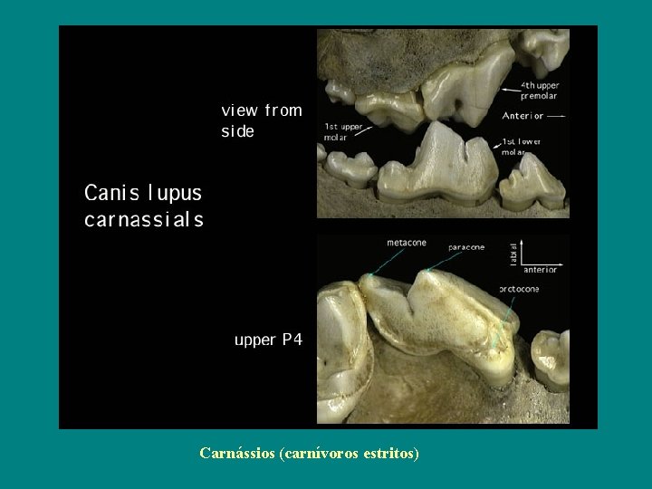 Carnássios (carnívoros estritos) 