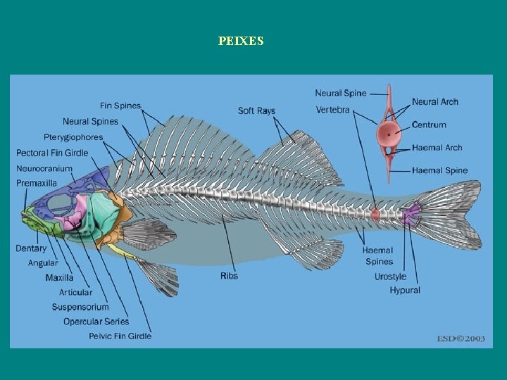 PEIXES 