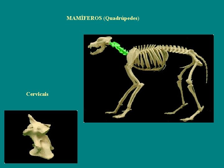 MAMÍFEROS (Quadrúpedes) Cervicais 