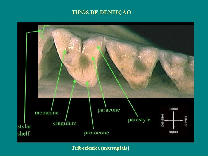 TIPOS DE DENTIÇÃO Tribosfênica (marsupiais) 