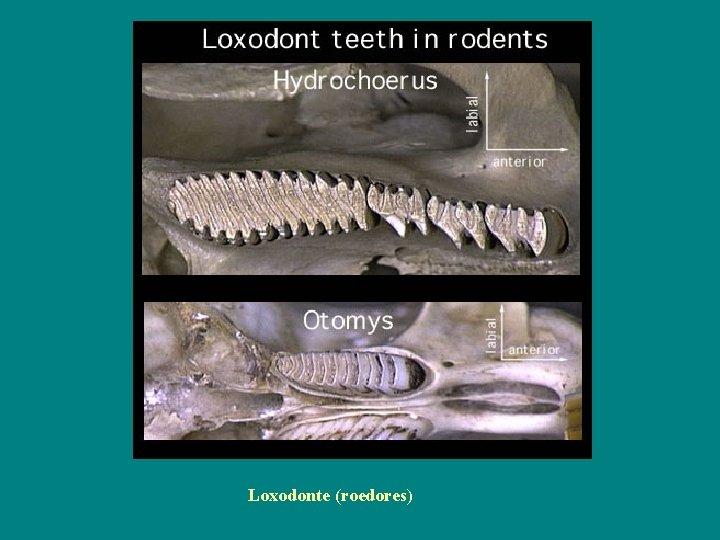 Loxodonte (roedores) 
