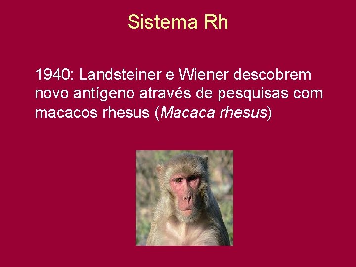 Sistema Rh 1940: Landsteiner e Wiener descobrem novo antígeno através de pesquisas com macacos