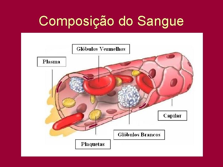 Composição do Sangue 