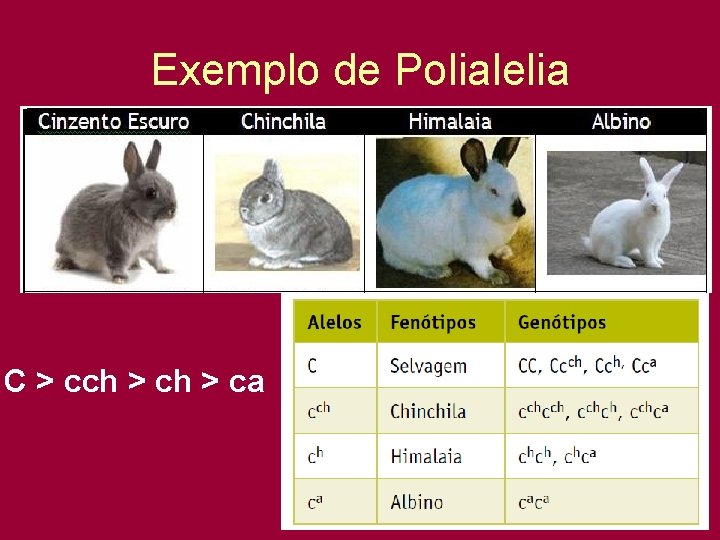 Exemplo de Polialelia C > cch > ca 