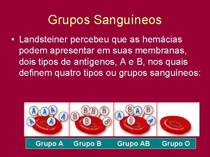 Grupos Sanguíneos • Landsteiner percebeu que as hemácias podem apresentar em suas membranas, dois