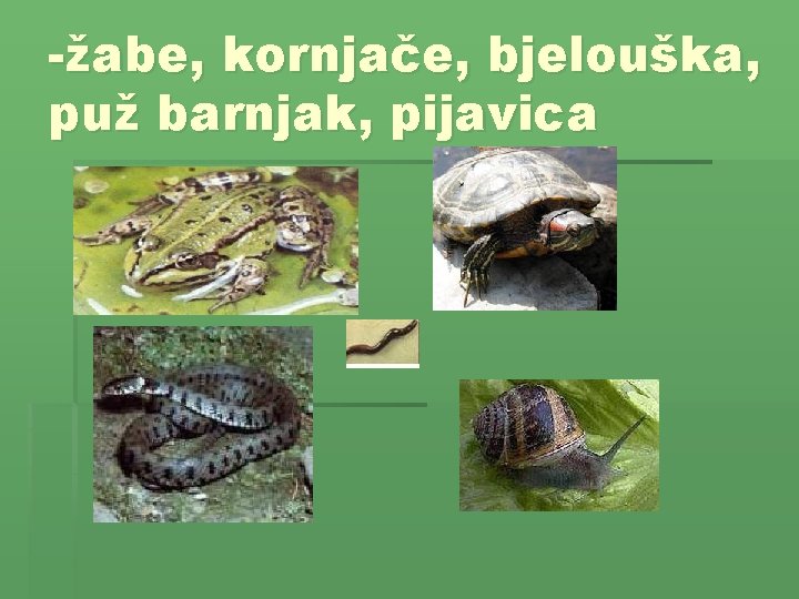 -žabe, kornjače, bjelouška, puž barnjak, pijavica 