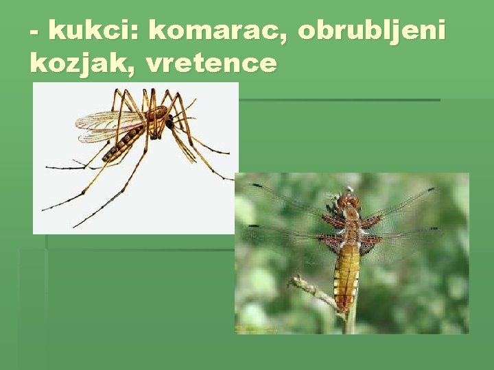 - kukci: komarac, obrubljeni kozjak, vretence 