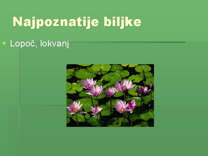 Najpoznatije biljke § Lopoč, lokvanj 