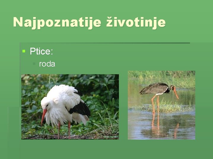 Najpoznatije životinje § Ptice: § roda 