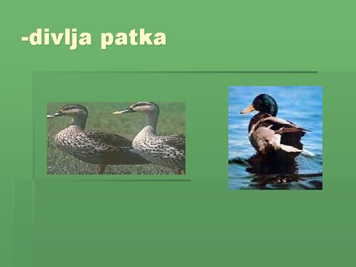 -divlja patka 