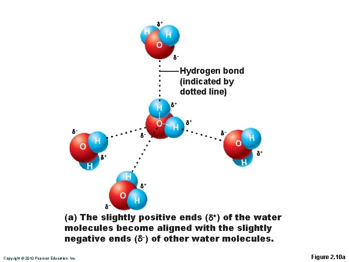  + – Hydrogen bond (indicated by dotted line) + + – – –