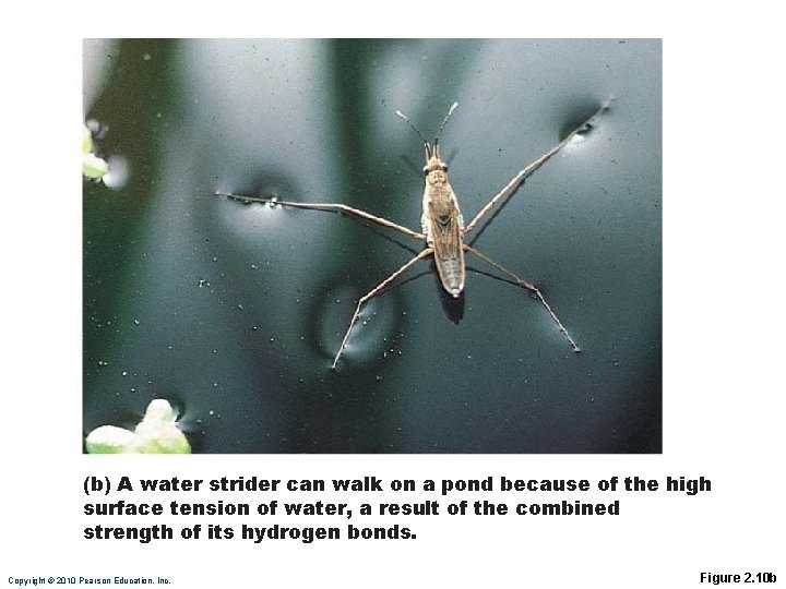 (b) A water strider can walk on a pond because of the high surface