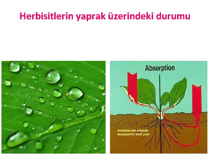 Herbisitlerin yaprak üzerindeki durumu 