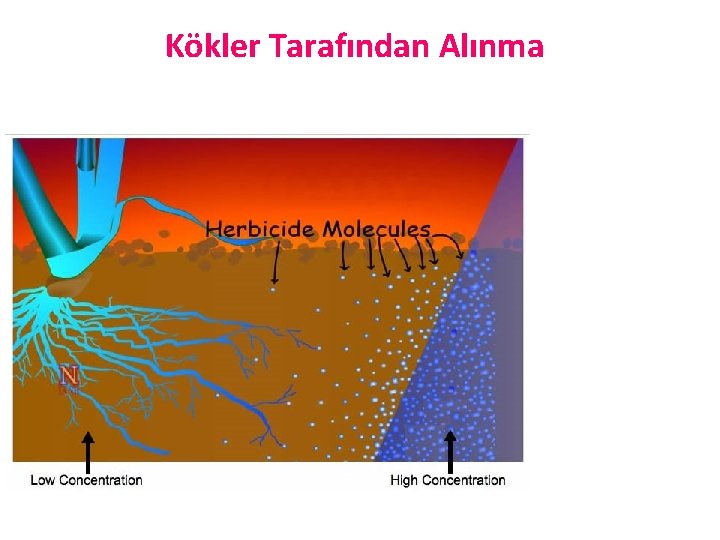 Kökler Tarafından Alınma 