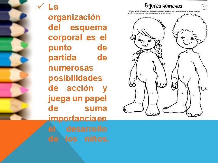 ü La organización del esquema corporal es el punto de partida de numerosas posibilidades