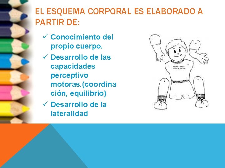 EL ESQUEMA CORPORAL ES ELABORADO A PARTIR DE: ü Conocimiento del propio cuerpo. ü