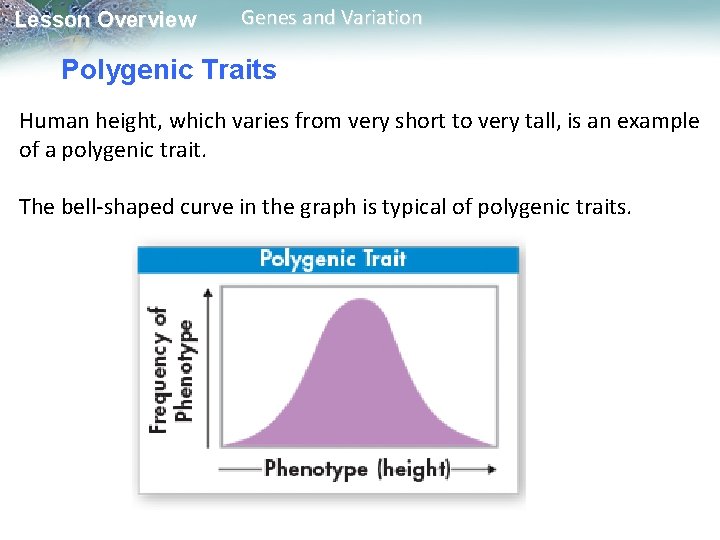 Lesson Overview Genes and Variation Polygenic Traits Human height, which varies from very short