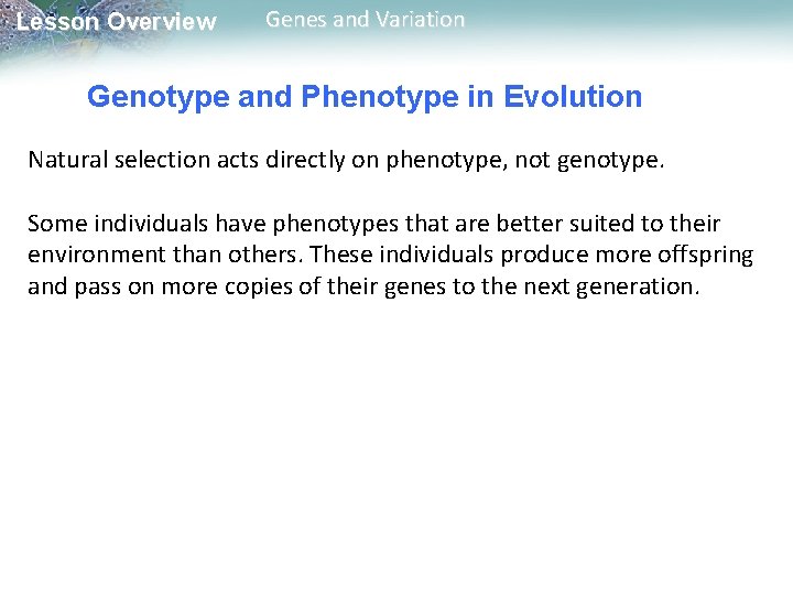 Lesson Overview Genes and Variation Genotype and Phenotype in Evolution Natural selection acts directly