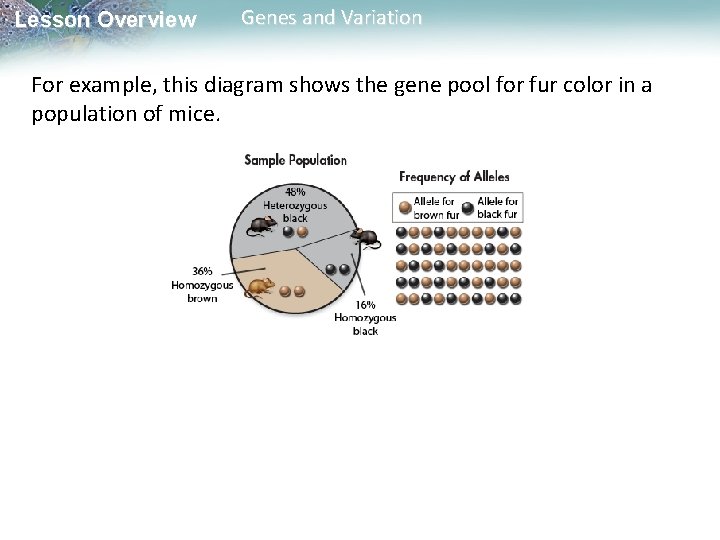 Lesson Overview Genes and Variation For example, this diagram shows the gene pool for