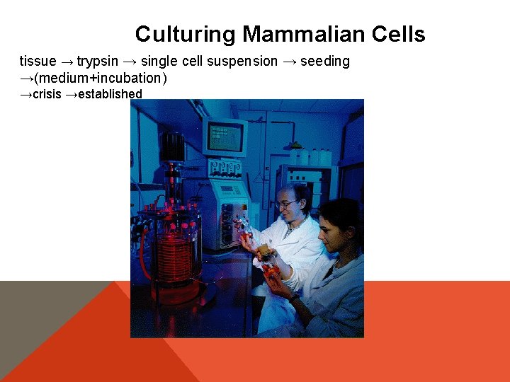 Culturing Mammalian Cells tissue → trypsin → single cell suspension → seeding →(medium+incubation) →crisis